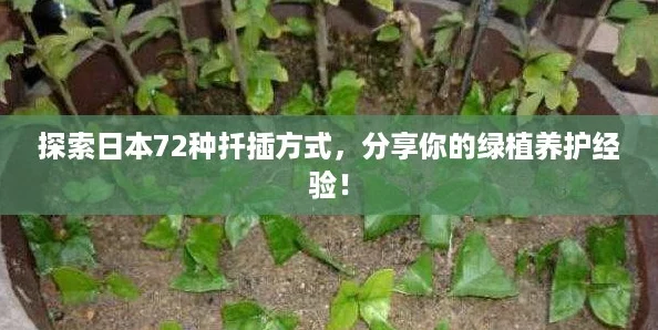 探索日本72種扦插方式分享你的綠植養(yǎng)護經(jīng)驗！